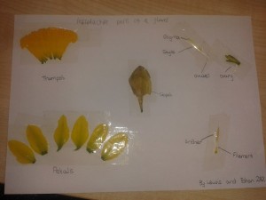 Lewis and Ethan's Daffodil Dissection