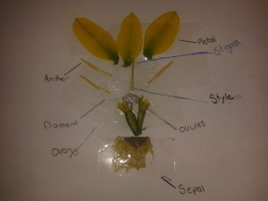 Caitlin and Chelsie's Daffodil Dissection